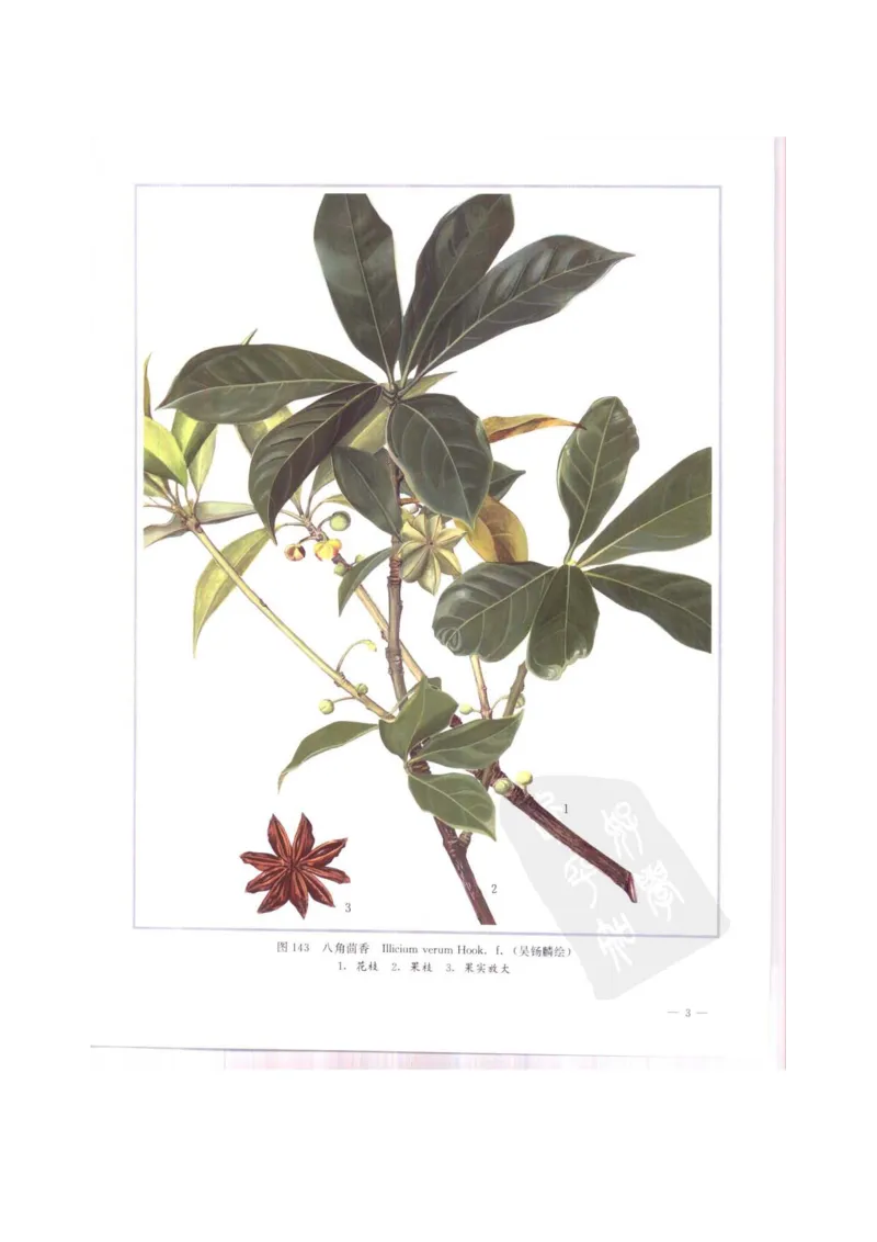 中国本草彩色图鉴（常用中药篇）（中卷）（钱信忠）_绝版书_天涯系列_t涯_绝版古籍电子书合集（13大类）_医书类_中国本草彩色图鉴（常用中药篇）_3册