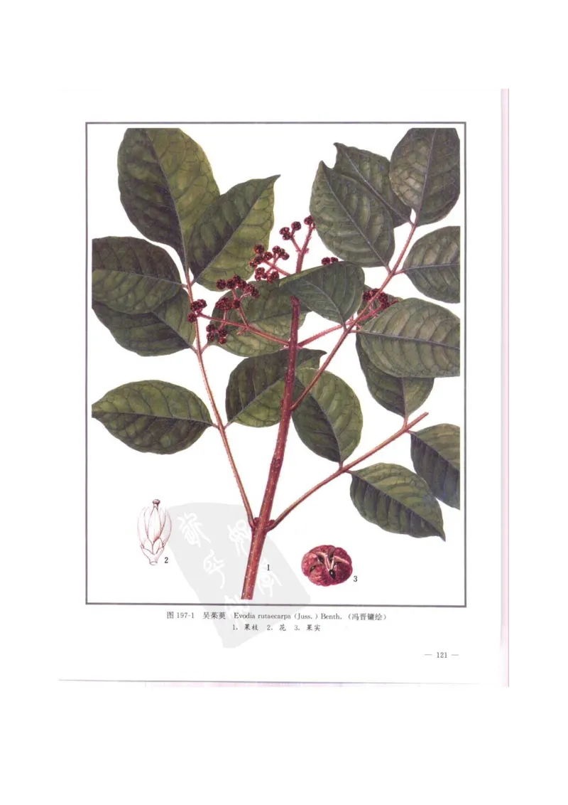 中国本草彩色图鉴（常用中药篇）（中卷）（钱信忠）_绝版书_天涯系列_t涯_绝版古籍电子书合集（13大类）_医书类_中国本草彩色图鉴（常用中药篇）_3册