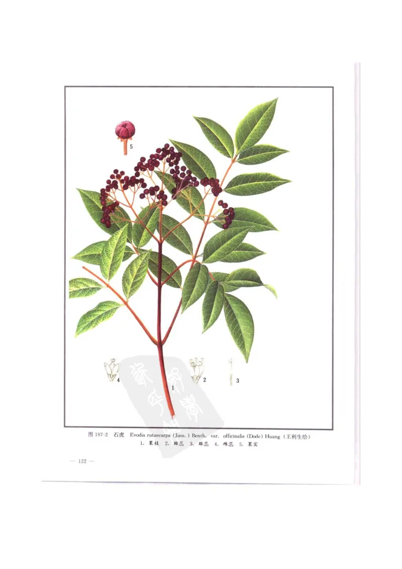 中国本草彩色图鉴（常用中药篇）（中卷）（钱信忠）_绝版书_天涯系列_t涯_绝版古籍电子书合集（13大类）_医书类_中国本草彩色图鉴（常用中药篇）_3册