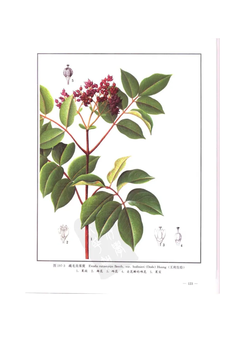 中国本草彩色图鉴（常用中药篇）（中卷）（钱信忠）_绝版书_天涯系列_t涯_绝版古籍电子书合集（13大类）_医书类_中国本草彩色图鉴（常用中药篇）_3册