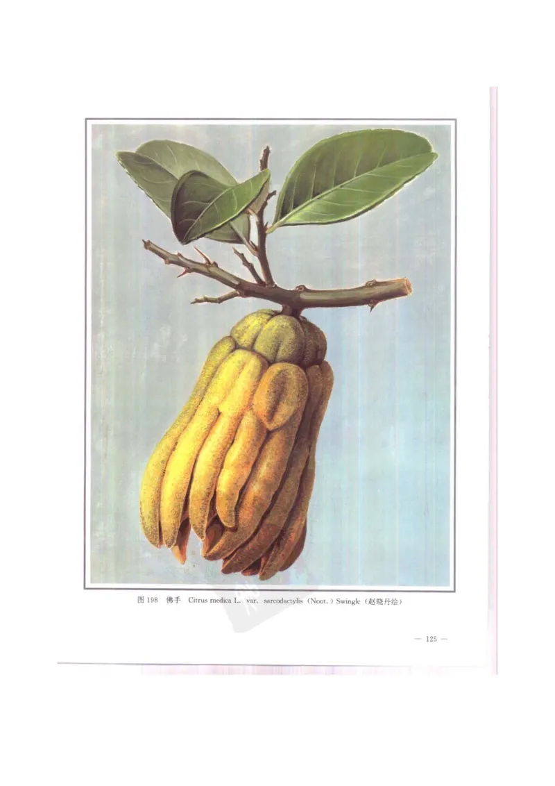 中国本草彩色图鉴（常用中药篇）（中卷）（钱信忠）_绝版书_天涯系列_t涯_绝版古籍电子书合集（13大类）_医书类_中国本草彩色图鉴（常用中药篇）_3册