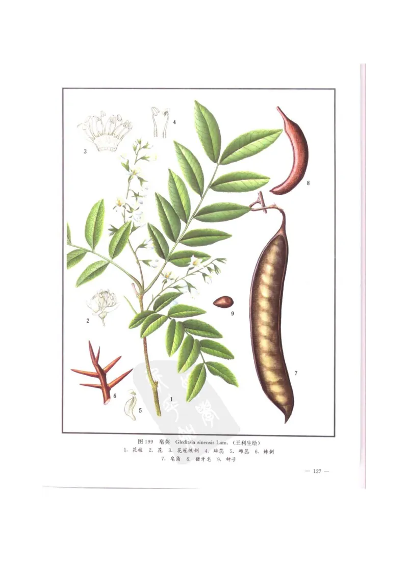 中国本草彩色图鉴（常用中药篇）（中卷）（钱信忠）_绝版书_天涯系列_t涯_绝版古籍电子书合集（13大类）_医书类_中国本草彩色图鉴（常用中药篇）_3册