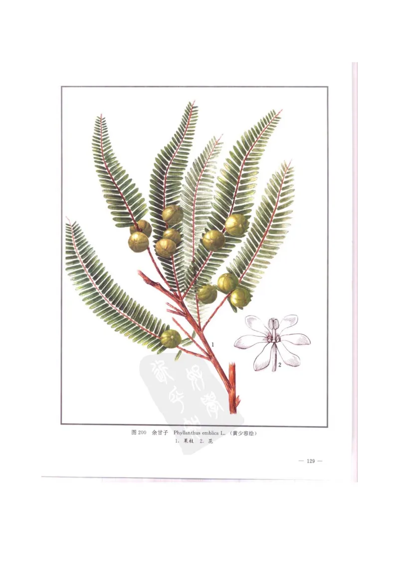 中国本草彩色图鉴（常用中药篇）（中卷）（钱信忠）_绝版书_天涯系列_t涯_绝版古籍电子书合集（13大类）_医书类_中国本草彩色图鉴（常用中药篇）_3册