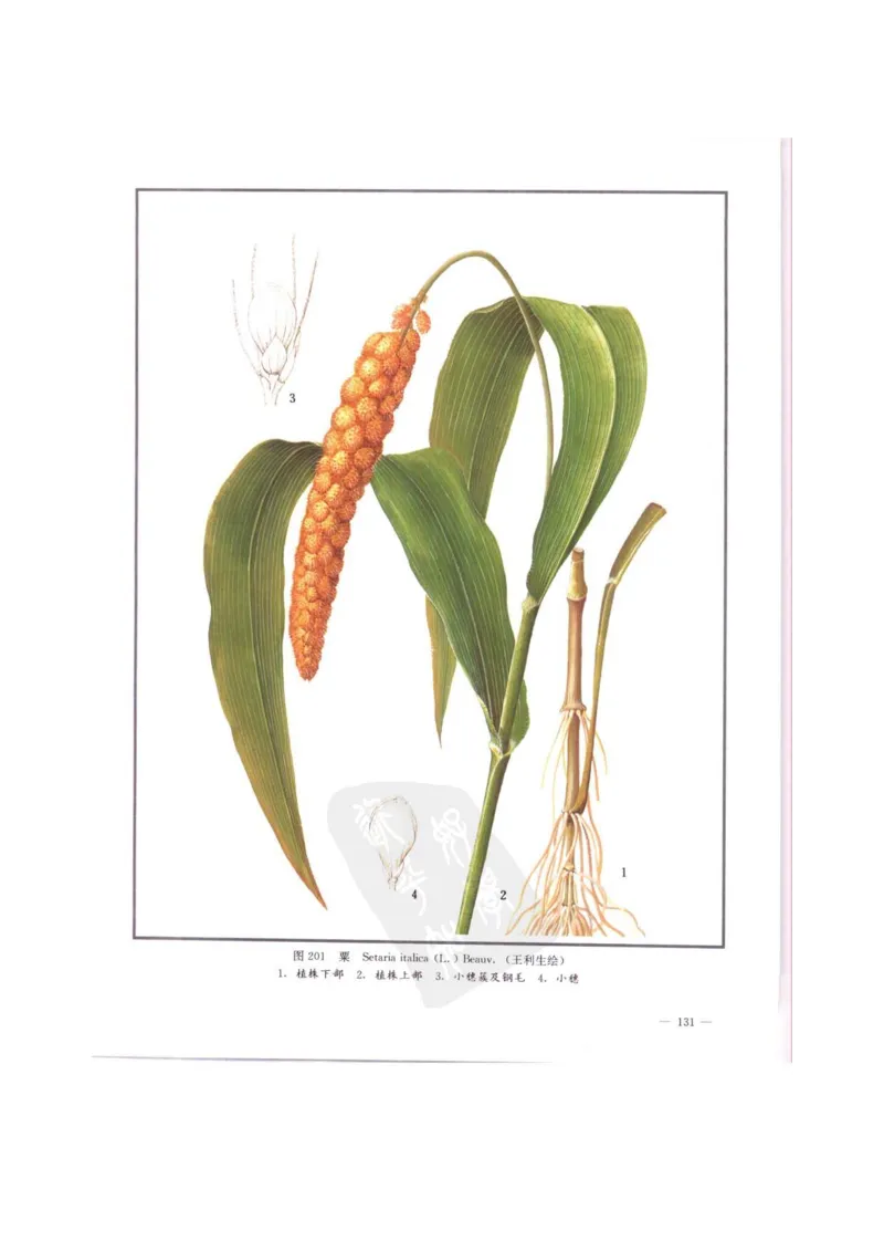 中国本草彩色图鉴（常用中药篇）（中卷）（钱信忠）_绝版书_天涯系列_t涯_绝版古籍电子书合集（13大类）_医书类_中国本草彩色图鉴（常用中药篇）_3册