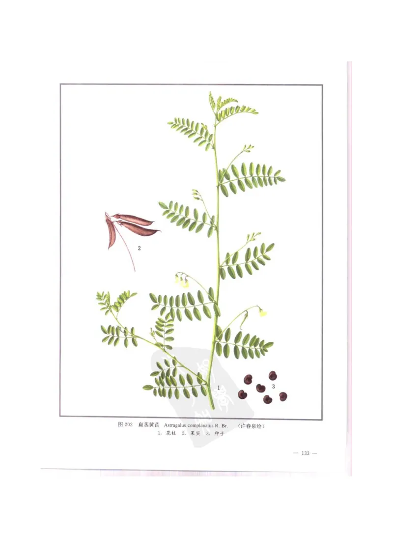 中国本草彩色图鉴（常用中药篇）（中卷）（钱信忠）_绝版书_天涯系列_t涯_绝版古籍电子书合集（13大类）_医书类_中国本草彩色图鉴（常用中药篇）_3册