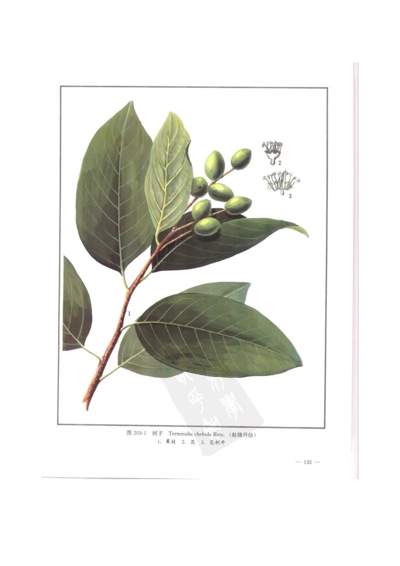 中国本草彩色图鉴（常用中药篇）（中卷）（钱信忠）_绝版书_天涯系列_t涯_绝版古籍电子书合集（13大类）_医书类_中国本草彩色图鉴（常用中药篇）_3册