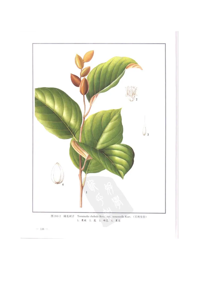 中国本草彩色图鉴（常用中药篇）（中卷）（钱信忠）_绝版书_天涯系列_t涯_绝版古籍电子书合集（13大类）_医书类_中国本草彩色图鉴（常用中药篇）_3册