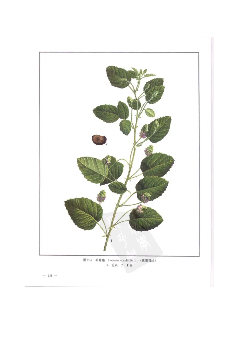 中国本草彩色图鉴（常用中药篇）（中卷）（钱信忠）_绝版书_天涯系列_t涯_绝版古籍电子书合集（13大类）_医书类_中国本草彩色图鉴（常用中药篇）_3册