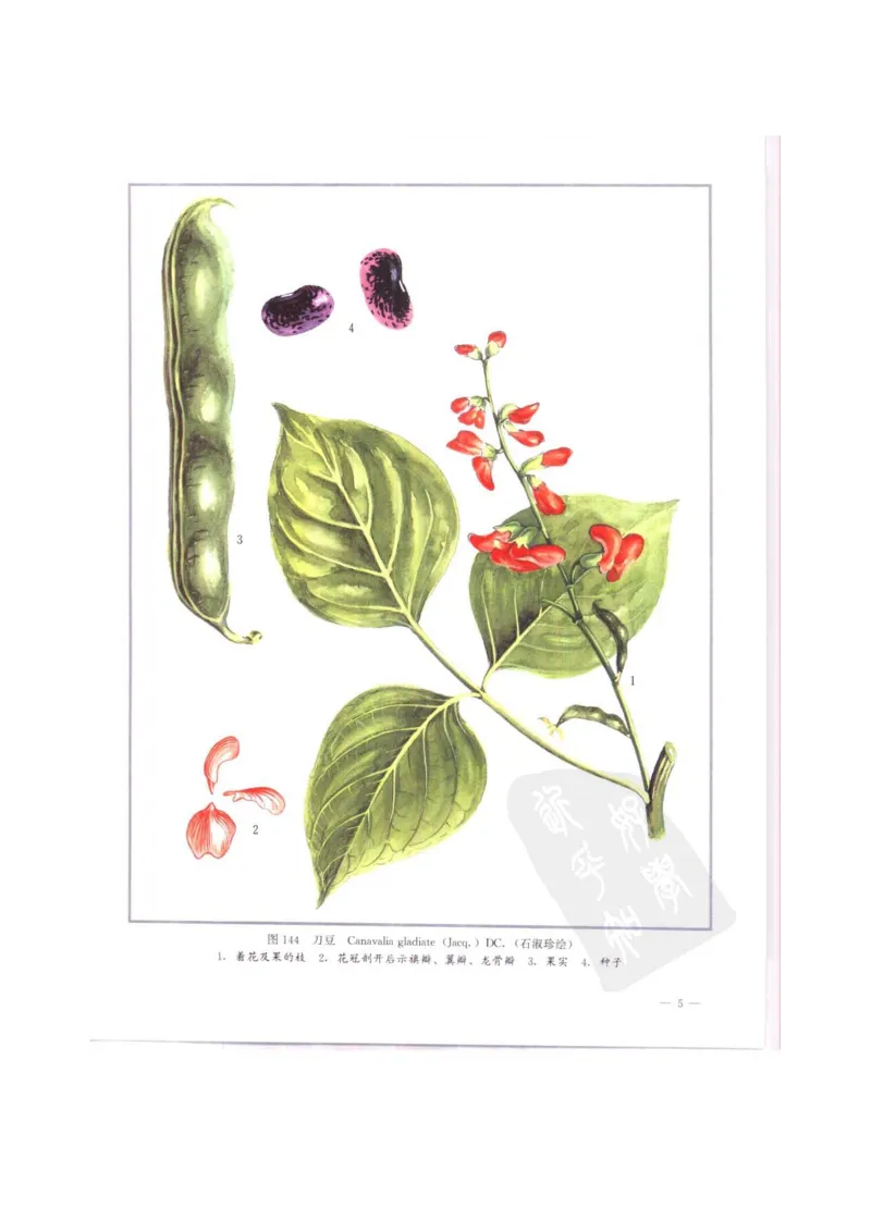 中国本草彩色图鉴（常用中药篇）（中卷）（钱信忠）_绝版书_天涯系列_t涯_绝版古籍电子书合集（13大类）_医书类_中国本草彩色图鉴（常用中药篇）_3册