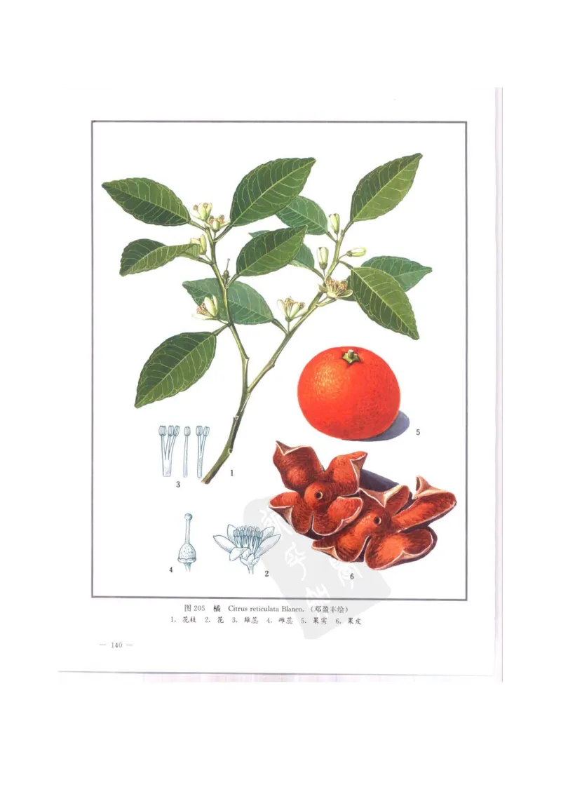 中国本草彩色图鉴（常用中药篇）（中卷）（钱信忠）_绝版书_天涯系列_t涯_绝版古籍电子书合集（13大类）_医书类_中国本草彩色图鉴（常用中药篇）_3册