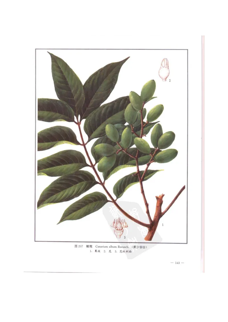 中国本草彩色图鉴（常用中药篇）（中卷）（钱信忠）_绝版书_天涯系列_t涯_绝版古籍电子书合集（13大类）_医书类_中国本草彩色图鉴（常用中药篇）_3册