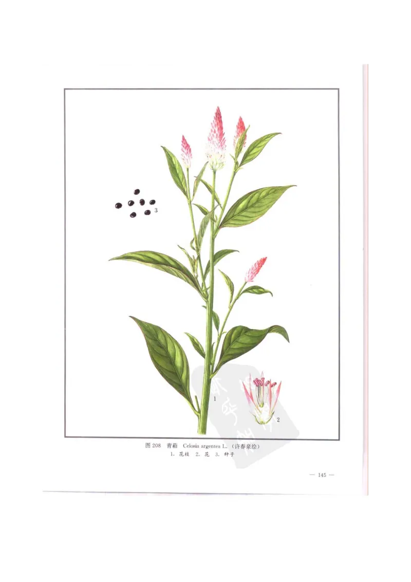 中国本草彩色图鉴（常用中药篇）（中卷）（钱信忠）_绝版书_天涯系列_t涯_绝版古籍电子书合集（13大类）_医书类_中国本草彩色图鉴（常用中药篇）_3册