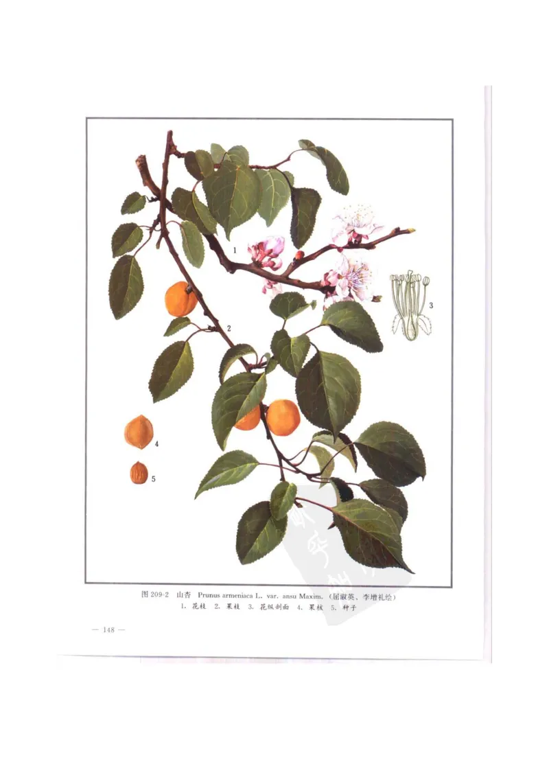 中国本草彩色图鉴（常用中药篇）（中卷）（钱信忠）_绝版书_天涯系列_t涯_绝版古籍电子书合集（13大类）_医书类_中国本草彩色图鉴（常用中药篇）_3册