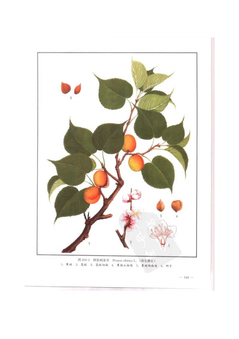 中国本草彩色图鉴（常用中药篇）（中卷）（钱信忠）_绝版书_天涯系列_t涯_绝版古籍电子书合集（13大类）_医书类_中国本草彩色图鉴（常用中药篇）_3册