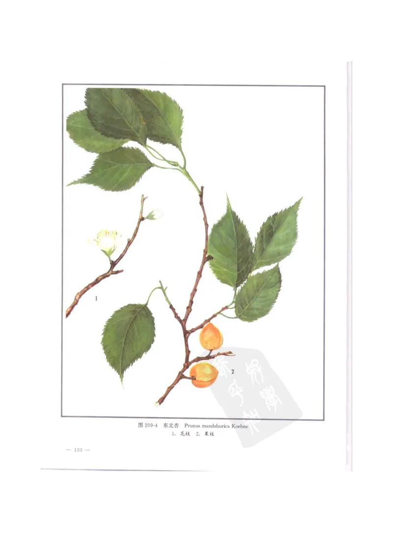 中国本草彩色图鉴（常用中药篇）（中卷）（钱信忠）_绝版书_天涯系列_t涯_绝版古籍电子书合集（13大类）_医书类_中国本草彩色图鉴（常用中药篇）_3册