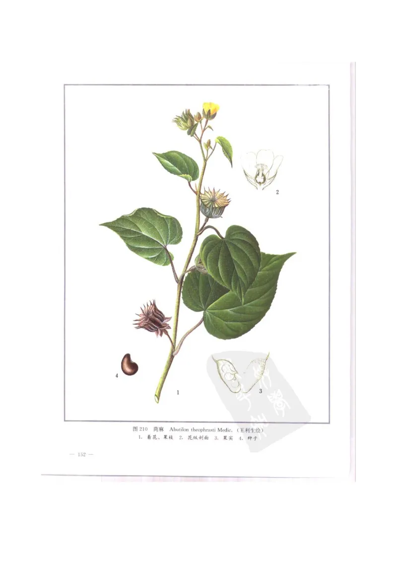 中国本草彩色图鉴（常用中药篇）（中卷）（钱信忠）_绝版书_天涯系列_t涯_绝版古籍电子书合集（13大类）_医书类_中国本草彩色图鉴（常用中药篇）_3册