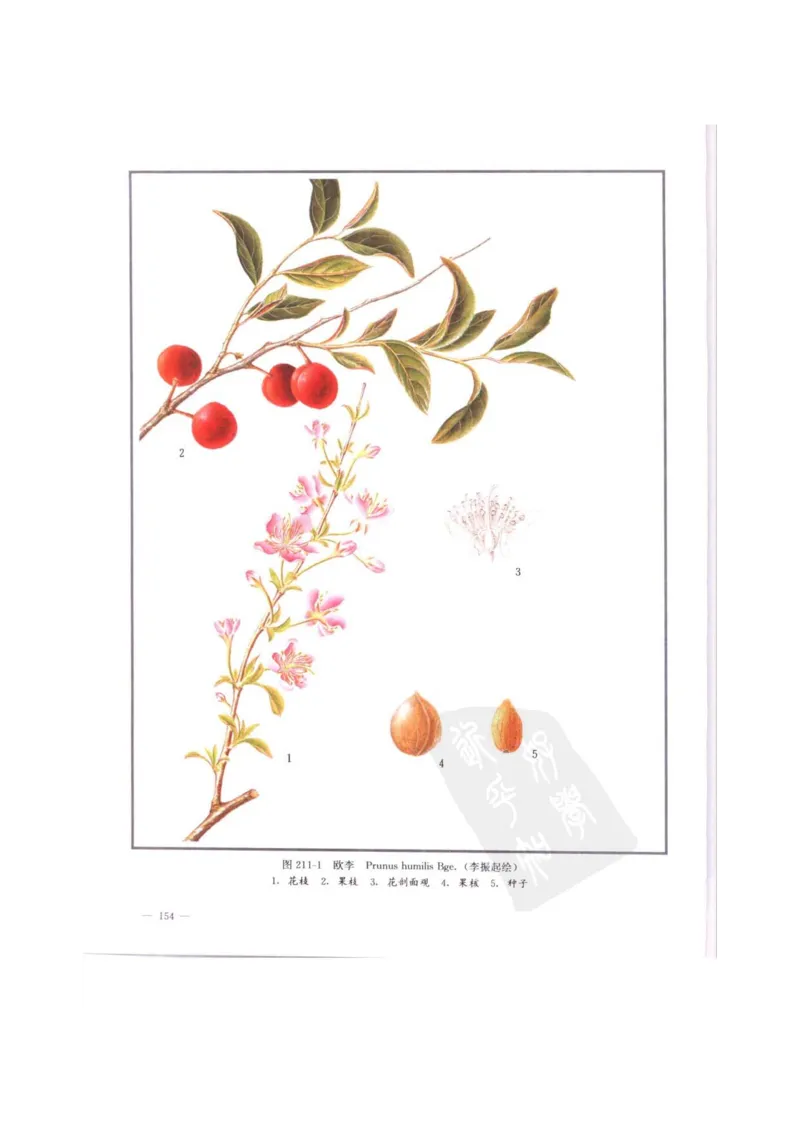 中国本草彩色图鉴（常用中药篇）（中卷）（钱信忠）_绝版书_天涯系列_t涯_绝版古籍电子书合集（13大类）_医书类_中国本草彩色图鉴（常用中药篇）_3册