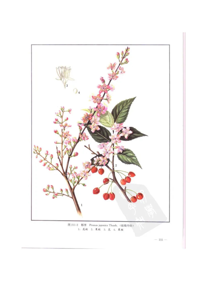 中国本草彩色图鉴（常用中药篇）（中卷）（钱信忠）_绝版书_天涯系列_t涯_绝版古籍电子书合集（13大类）_医书类_中国本草彩色图鉴（常用中药篇）_3册