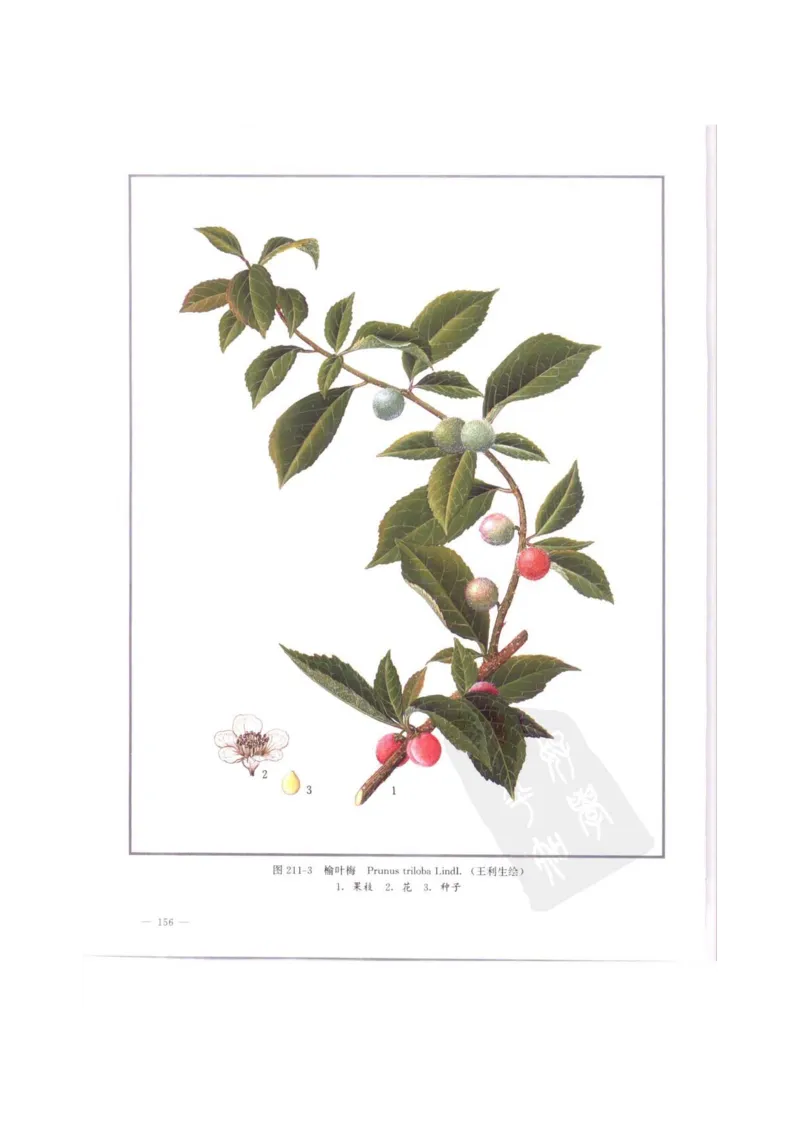 中国本草彩色图鉴（常用中药篇）（中卷）（钱信忠）_绝版书_天涯系列_t涯_绝版古籍电子书合集（13大类）_医书类_中国本草彩色图鉴（常用中药篇）_3册