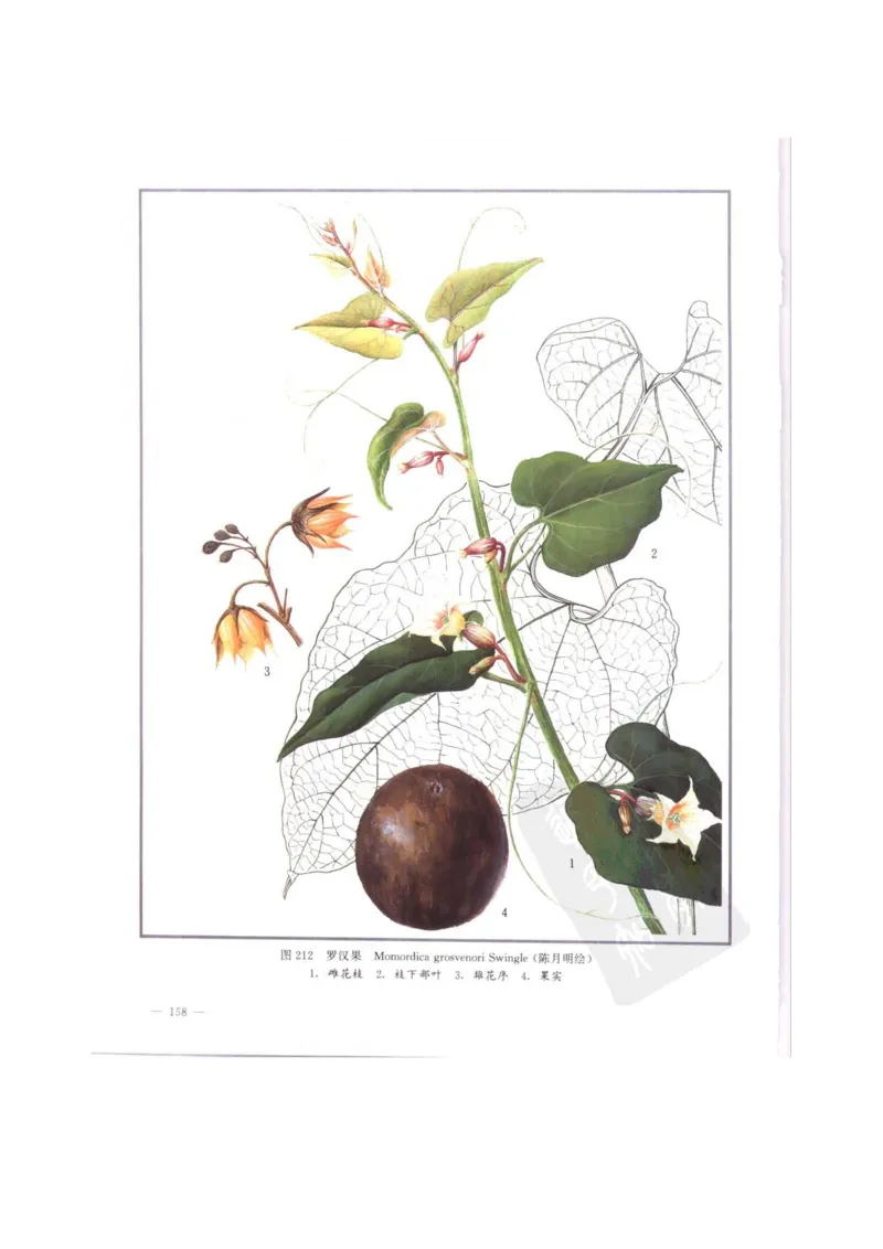 中国本草彩色图鉴（常用中药篇）（中卷）（钱信忠）_绝版书_天涯系列_t涯_绝版古籍电子书合集（13大类）_医书类_中国本草彩色图鉴（常用中药篇）_3册