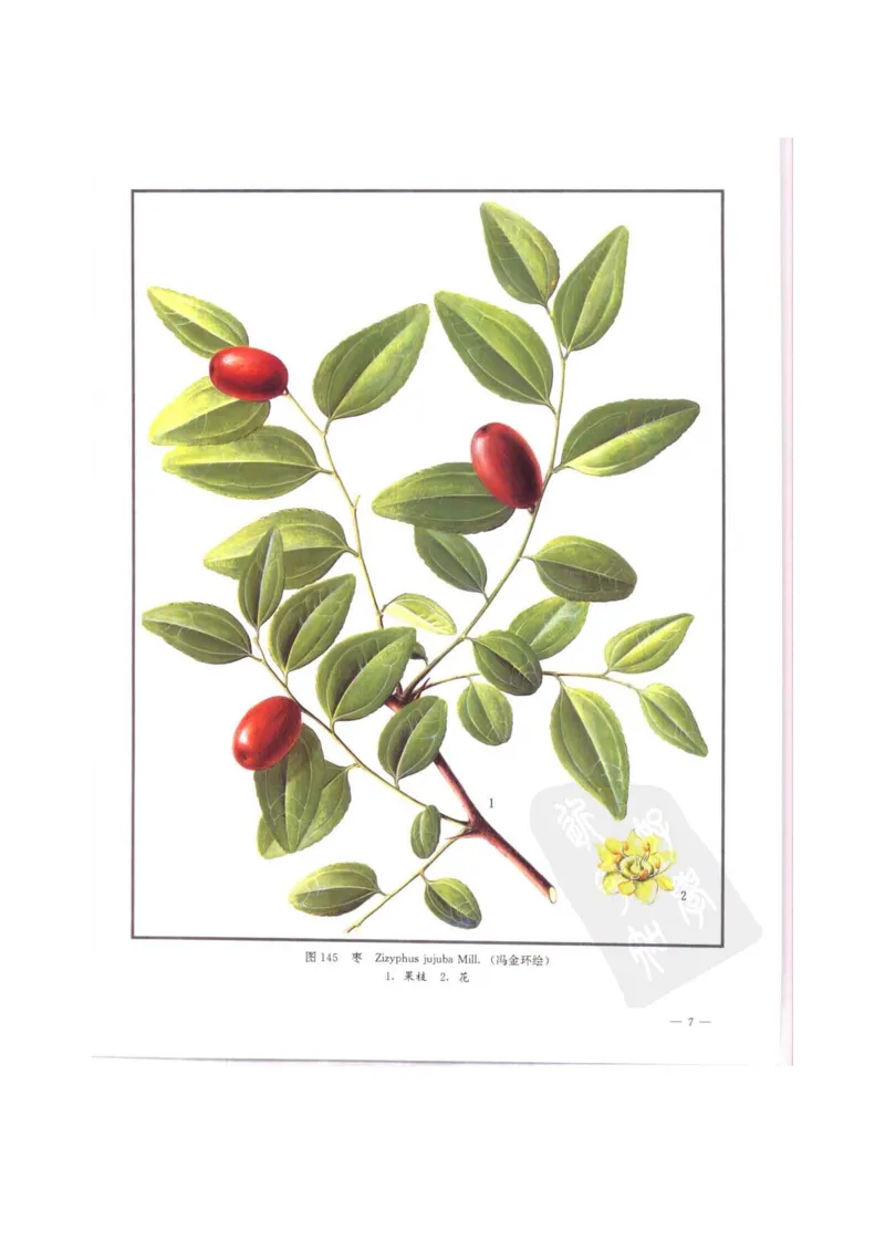 中国本草彩色图鉴（常用中药篇）（中卷）（钱信忠）_绝版书_天涯系列_t涯_绝版古籍电子书合集（13大类）_医书类_中国本草彩色图鉴（常用中药篇）_3册