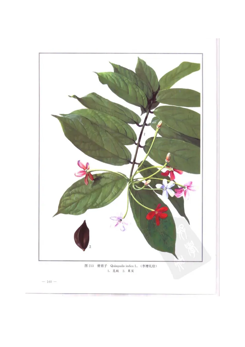 中国本草彩色图鉴（常用中药篇）（中卷）（钱信忠）_绝版书_天涯系列_t涯_绝版古籍电子书合集（13大类）_医书类_中国本草彩色图鉴（常用中药篇）_3册