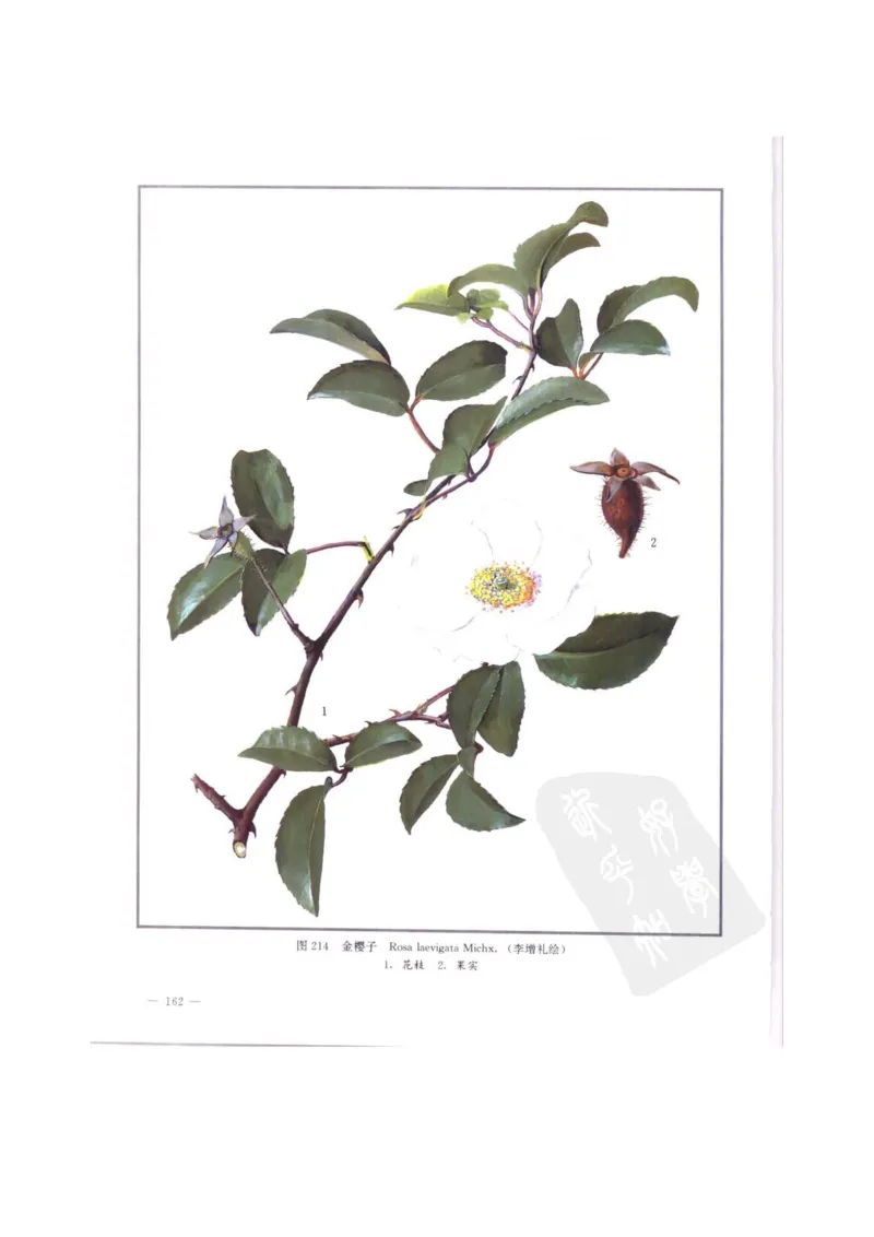 中国本草彩色图鉴（常用中药篇）（中卷）（钱信忠）_绝版书_天涯系列_t涯_绝版古籍电子书合集（13大类）_医书类_中国本草彩色图鉴（常用中药篇）_3册