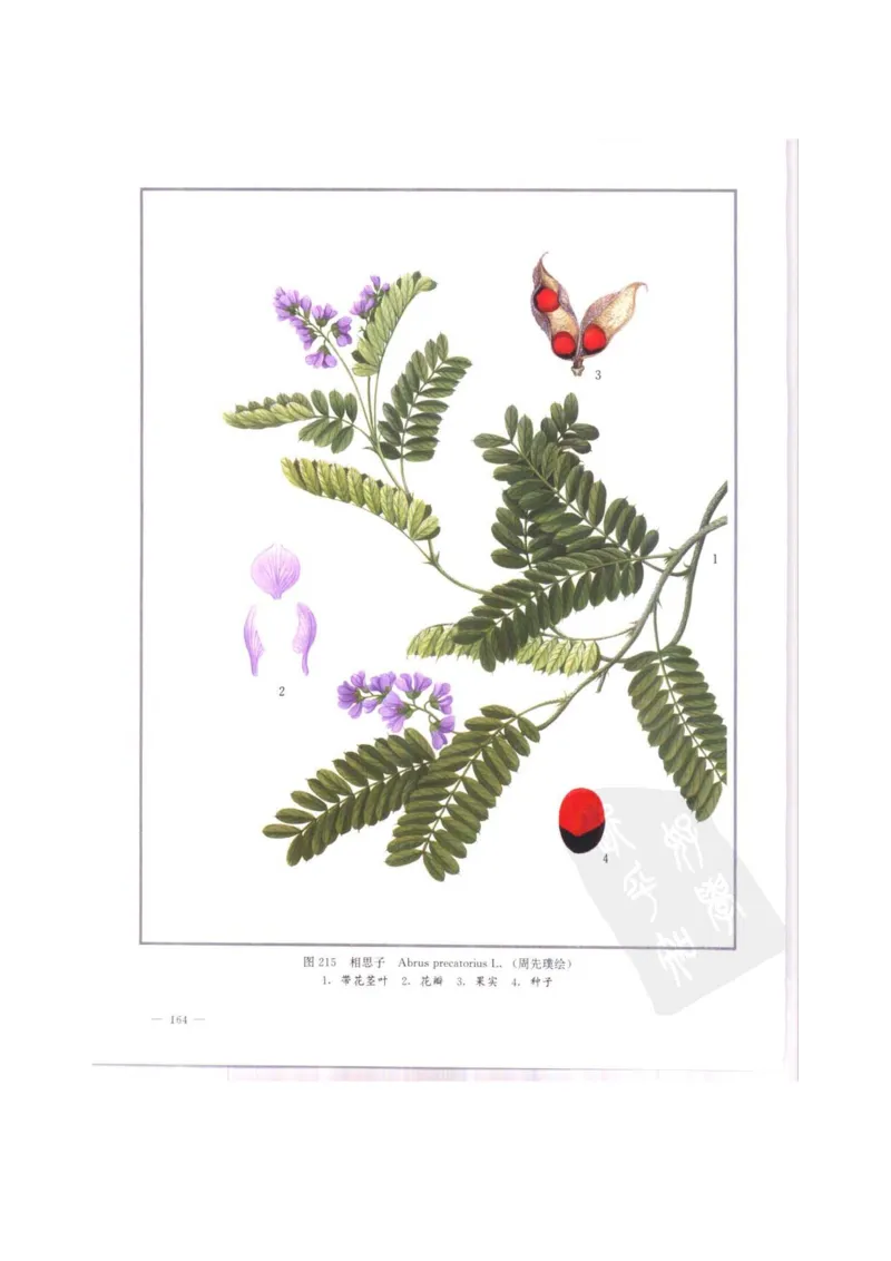 中国本草彩色图鉴（常用中药篇）（中卷）（钱信忠）_绝版书_天涯系列_t涯_绝版古籍电子书合集（13大类）_医书类_中国本草彩色图鉴（常用中药篇）_3册