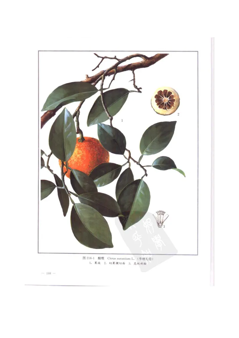 中国本草彩色图鉴（常用中药篇）（中卷）（钱信忠）_绝版书_天涯系列_t涯_绝版古籍电子书合集（13大类）_医书类_中国本草彩色图鉴（常用中药篇）_3册