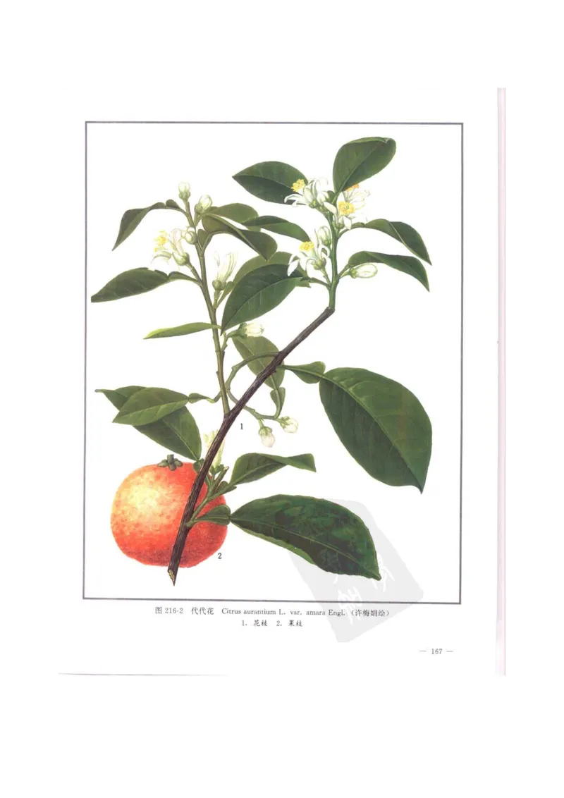 中国本草彩色图鉴（常用中药篇）（中卷）（钱信忠）_绝版书_天涯系列_t涯_绝版古籍电子书合集（13大类）_医书类_中国本草彩色图鉴（常用中药篇）_3册