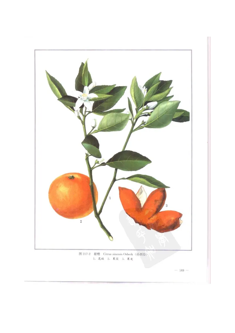 中国本草彩色图鉴（常用中药篇）（中卷）（钱信忠）_绝版书_天涯系列_t涯_绝版古籍电子书合集（13大类）_医书类_中国本草彩色图鉴（常用中药篇）_3册