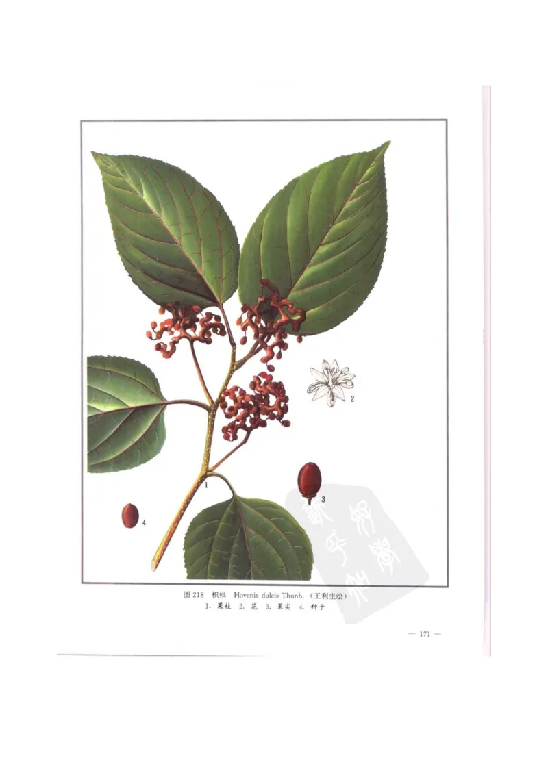 中国本草彩色图鉴（常用中药篇）（中卷）（钱信忠）_绝版书_天涯系列_t涯_绝版古籍电子书合集（13大类）_医书类_中国本草彩色图鉴（常用中药篇）_3册