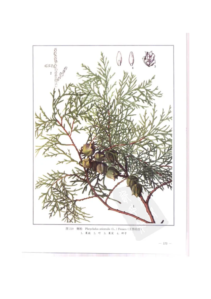 中国本草彩色图鉴（常用中药篇）（中卷）（钱信忠）_绝版书_天涯系列_t涯_绝版古籍电子书合集（13大类）_医书类_中国本草彩色图鉴（常用中药篇）_3册