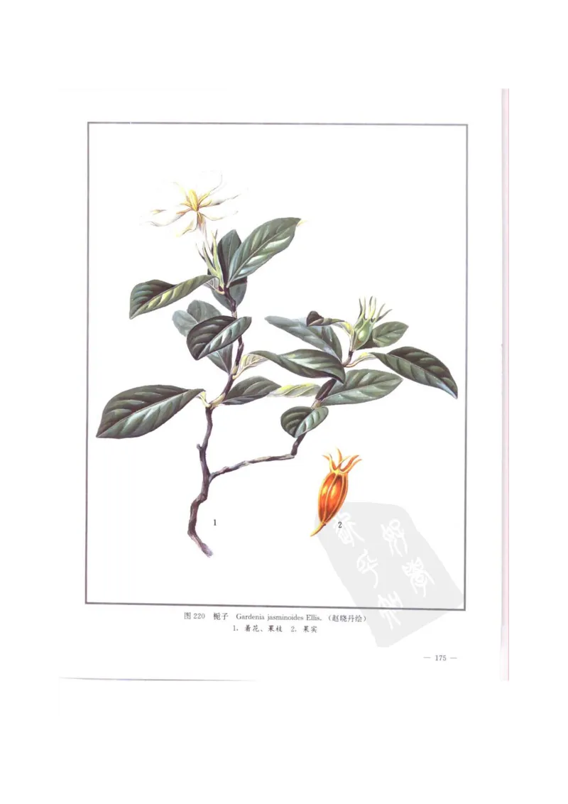 中国本草彩色图鉴（常用中药篇）（中卷）（钱信忠）_绝版书_天涯系列_t涯_绝版古籍电子书合集（13大类）_医书类_中国本草彩色图鉴（常用中药篇）_3册