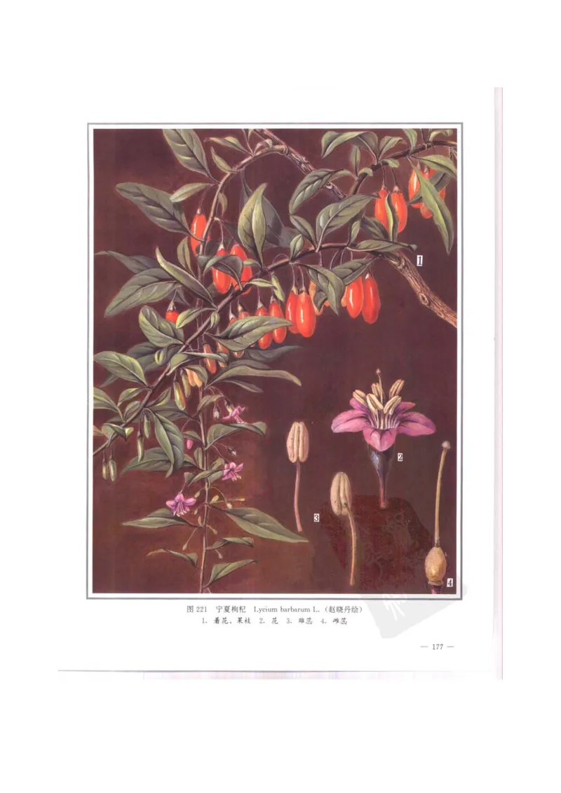 中国本草彩色图鉴（常用中药篇）（中卷）（钱信忠）_绝版书_天涯系列_t涯_绝版古籍电子书合集（13大类）_医书类_中国本草彩色图鉴（常用中药篇）_3册