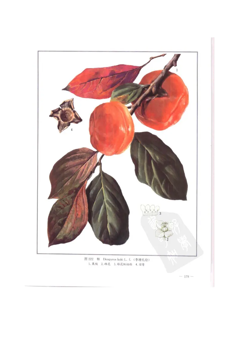 中国本草彩色图鉴（常用中药篇）（中卷）（钱信忠）_绝版书_天涯系列_t涯_绝版古籍电子书合集（13大类）_医书类_中国本草彩色图鉴（常用中药篇）_3册