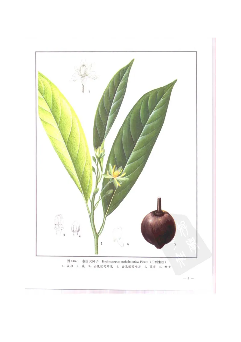 中国本草彩色图鉴（常用中药篇）（中卷）（钱信忠）_绝版书_天涯系列_t涯_绝版古籍电子书合集（13大类）_医书类_中国本草彩色图鉴（常用中药篇）_3册