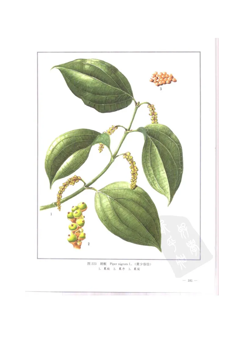 中国本草彩色图鉴（常用中药篇）（中卷）（钱信忠）_绝版书_天涯系列_t涯_绝版古籍电子书合集（13大类）_医书类_中国本草彩色图鉴（常用中药篇）_3册