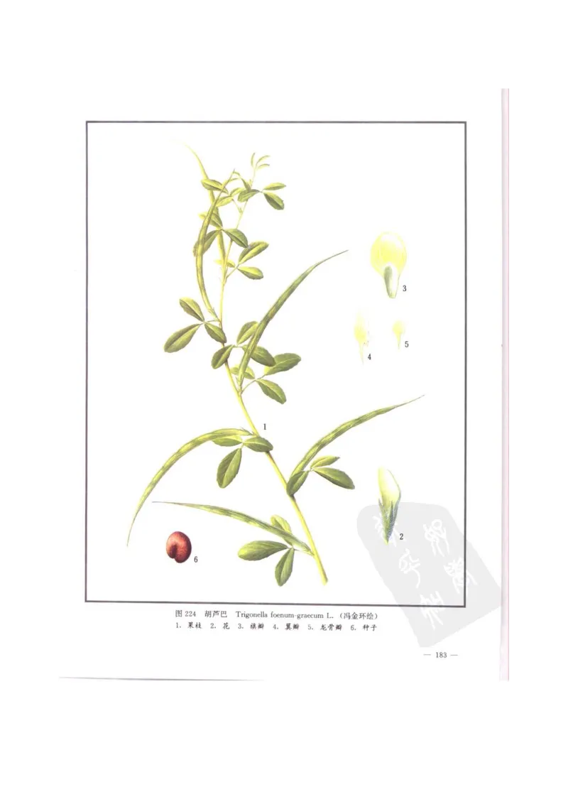 中国本草彩色图鉴（常用中药篇）（中卷）（钱信忠）_绝版书_天涯系列_t涯_绝版古籍电子书合集（13大类）_医书类_中国本草彩色图鉴（常用中药篇）_3册