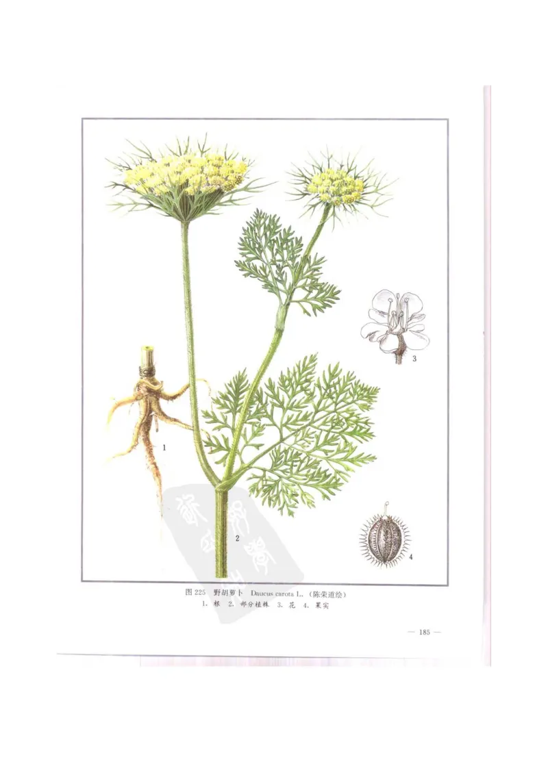 中国本草彩色图鉴（常用中药篇）（中卷）（钱信忠）_绝版书_天涯系列_t涯_绝版古籍电子书合集（13大类）_医书类_中国本草彩色图鉴（常用中药篇）_3册