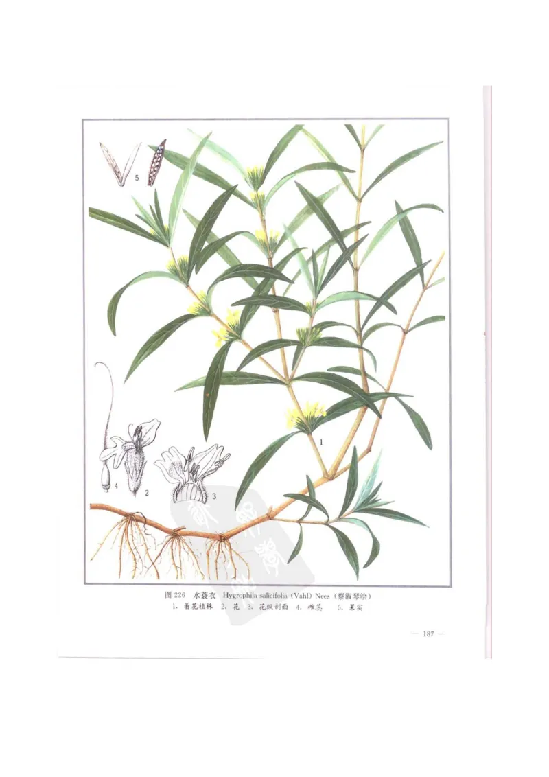 中国本草彩色图鉴（常用中药篇）（中卷）（钱信忠）_绝版书_天涯系列_t涯_绝版古籍电子书合集（13大类）_医书类_中国本草彩色图鉴（常用中药篇）_3册