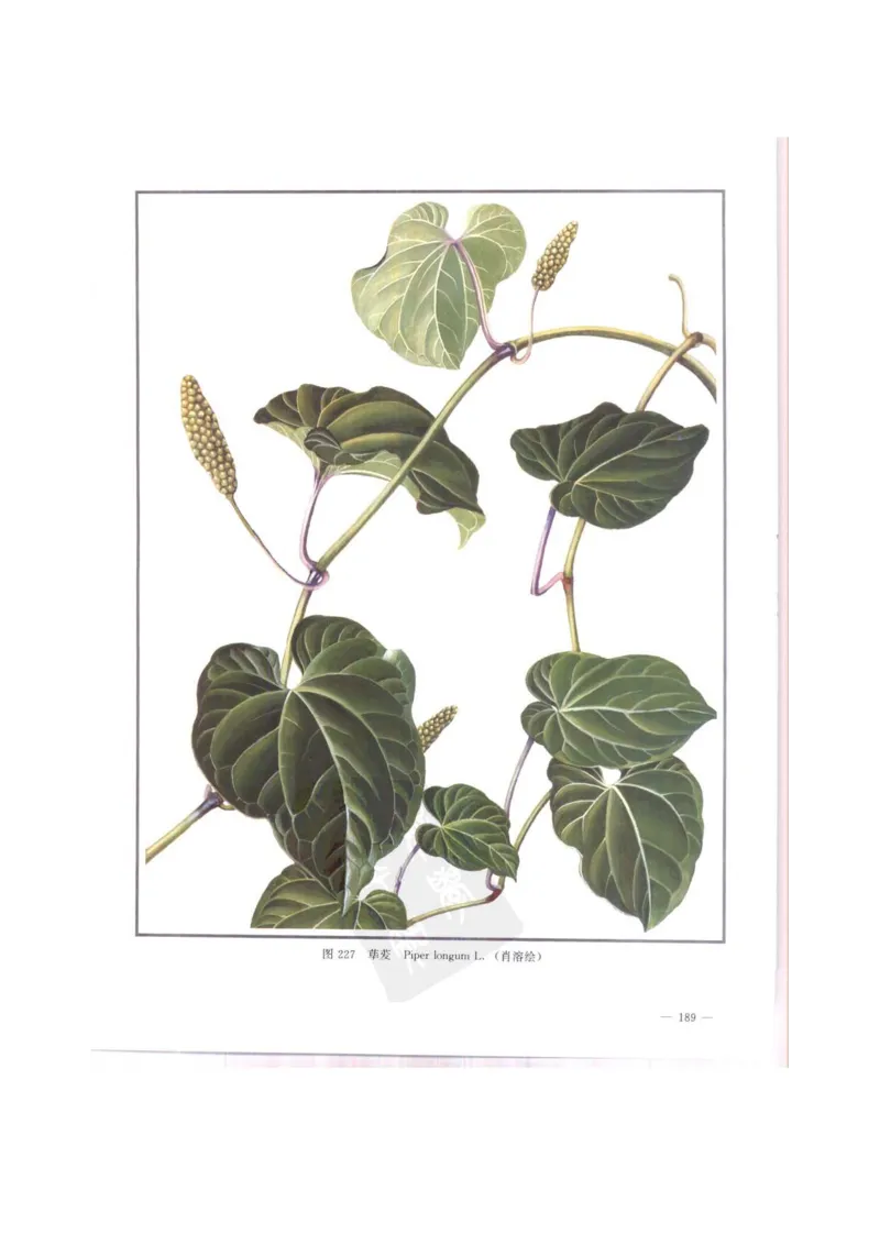 中国本草彩色图鉴（常用中药篇）（中卷）（钱信忠）_绝版书_天涯系列_t涯_绝版古籍电子书合集（13大类）_医书类_中国本草彩色图鉴（常用中药篇）_3册