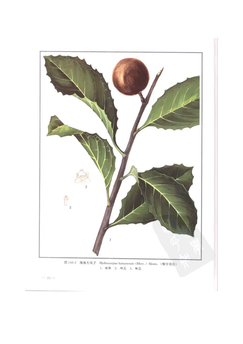 中国本草彩色图鉴（常用中药篇）（中卷）（钱信忠）_绝版书_天涯系列_t涯_绝版古籍电子书合集（13大类）_医书类_中国本草彩色图鉴（常用中药篇）_3册