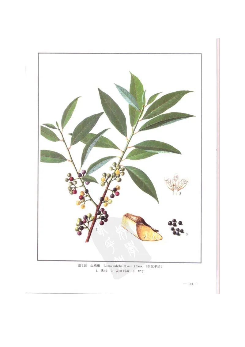 中国本草彩色图鉴（常用中药篇）（中卷）（钱信忠）_绝版书_天涯系列_t涯_绝版古籍电子书合集（13大类）_医书类_中国本草彩色图鉴（常用中药篇）_3册