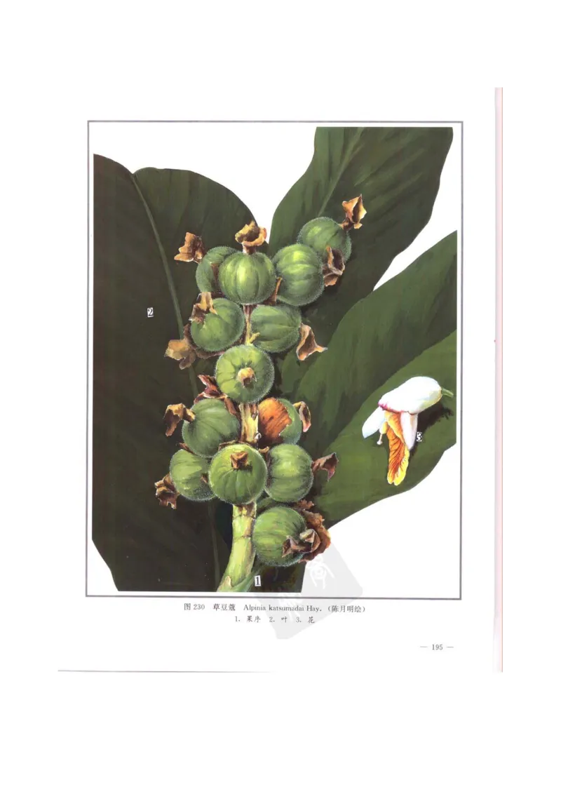 中国本草彩色图鉴（常用中药篇）（中卷）（钱信忠）_绝版书_天涯系列_t涯_绝版古籍电子书合集（13大类）_医书类_中国本草彩色图鉴（常用中药篇）_3册