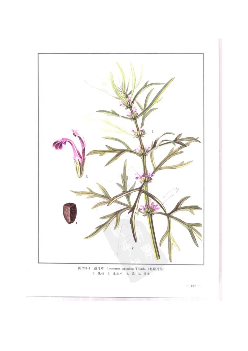 中国本草彩色图鉴（常用中药篇）（中卷）（钱信忠）_绝版书_天涯系列_t涯_绝版古籍电子书合集（13大类）_医书类_中国本草彩色图鉴（常用中药篇）_3册