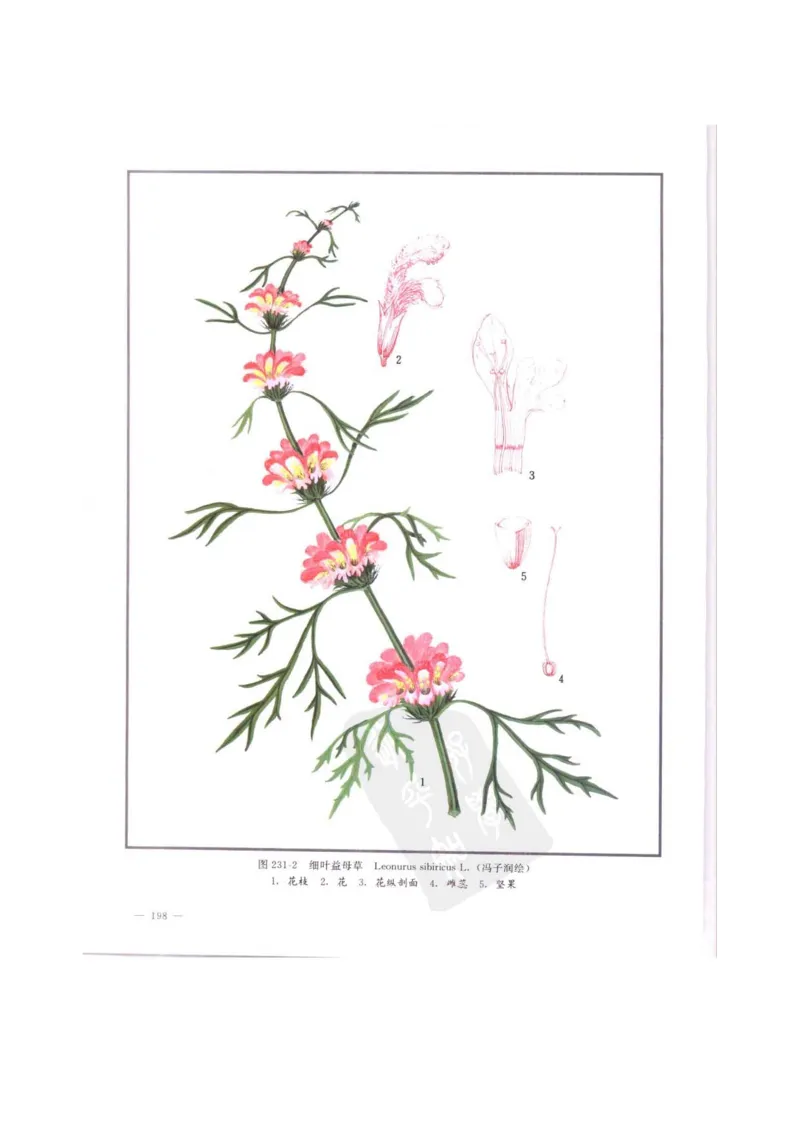 中国本草彩色图鉴（常用中药篇）（中卷）（钱信忠）_绝版书_天涯系列_t涯_绝版古籍电子书合集（13大类）_医书类_中国本草彩色图鉴（常用中药篇）_3册