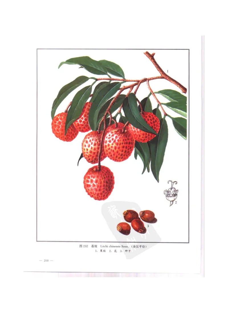 中国本草彩色图鉴（常用中药篇）（中卷）（钱信忠）_绝版书_天涯系列_t涯_绝版古籍电子书合集（13大类）_医书类_中国本草彩色图鉴（常用中药篇）_3册