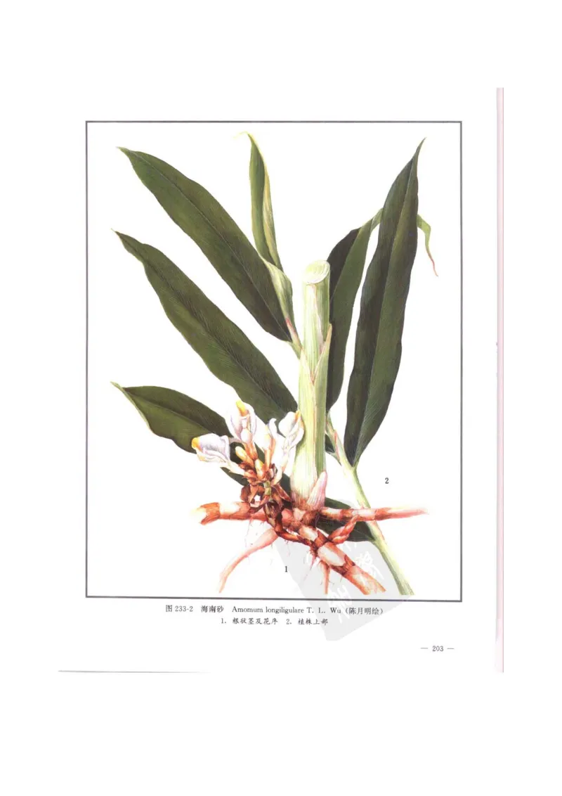 中国本草彩色图鉴（常用中药篇）（中卷）（钱信忠）_绝版书_天涯系列_t涯_绝版古籍电子书合集（13大类）_医书类_中国本草彩色图鉴（常用中药篇）_3册