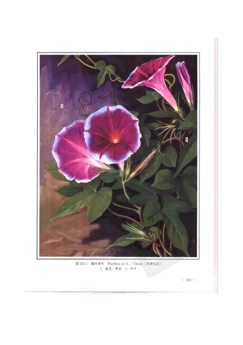 中国本草彩色图鉴（常用中药篇）（中卷）（钱信忠）_绝版书_天涯系列_t涯_绝版古籍电子书合集（13大类）_医书类_中国本草彩色图鉴（常用中药篇）_3册